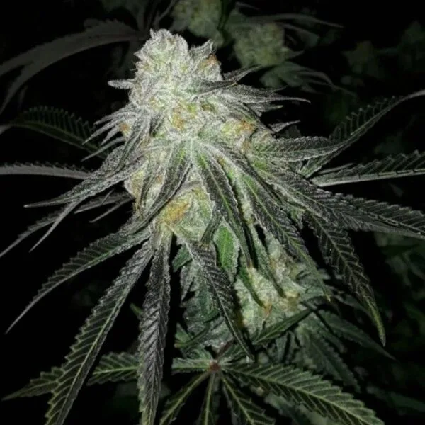 Lots of Z Female by The Plug Seedbank