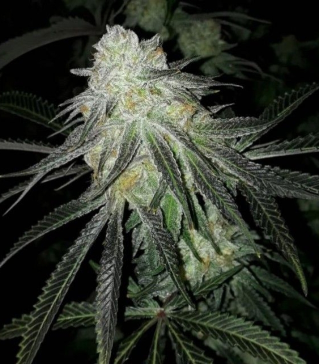lots-of-zkittlez-by-the-plug-seedbank