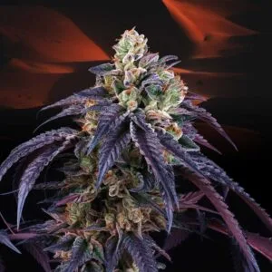 Loukoum Female By Perfect Tree