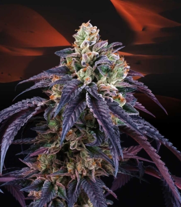 loukoum-female-weed-seeds-perfect-tree