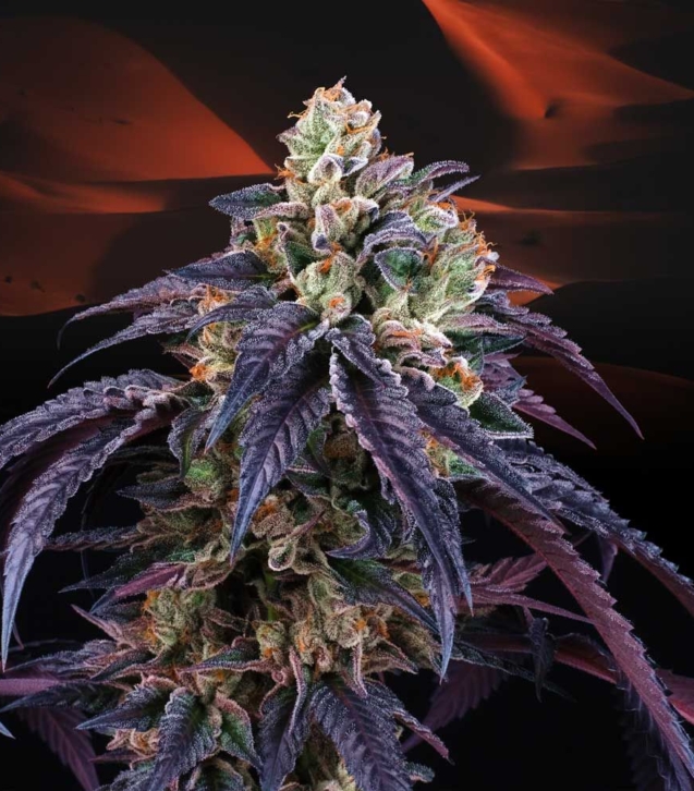 loukoum-female-weed-seeds-perfect-tree