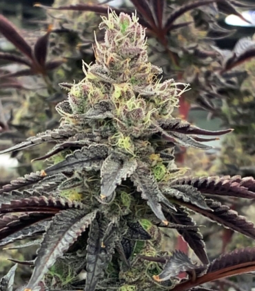 luv-muffin-cannabis-seeds-raredankness