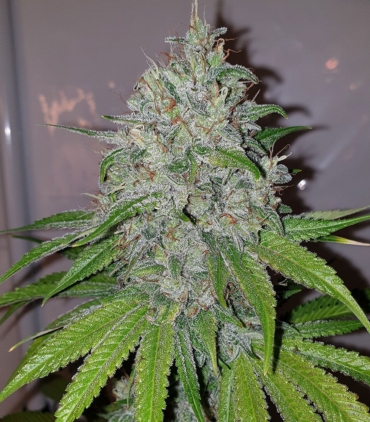 mang-lassi-female-cannabis-seeds