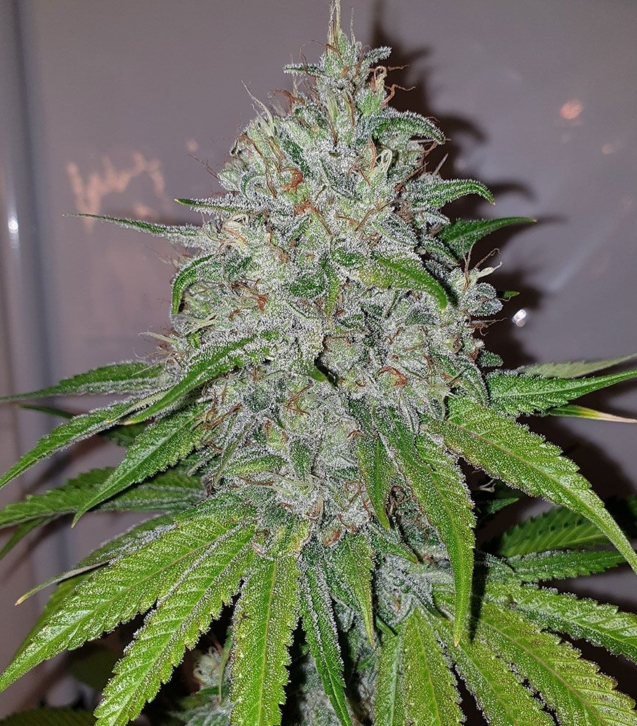 mang-lassi-female-cannabis-seeds