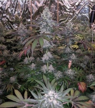 melonaid-zkittlez-by-the-plug-seedbank