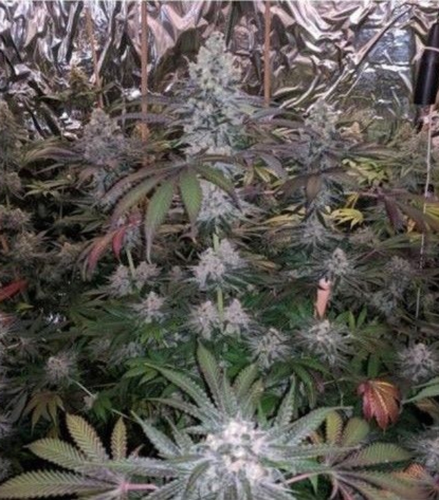 melonaid-zkittlez-by-the-plug-seedbank