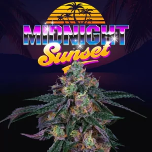 Midnight Sunset Perfect Tree