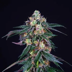 Midnight Sunset Female by Perfect Tree