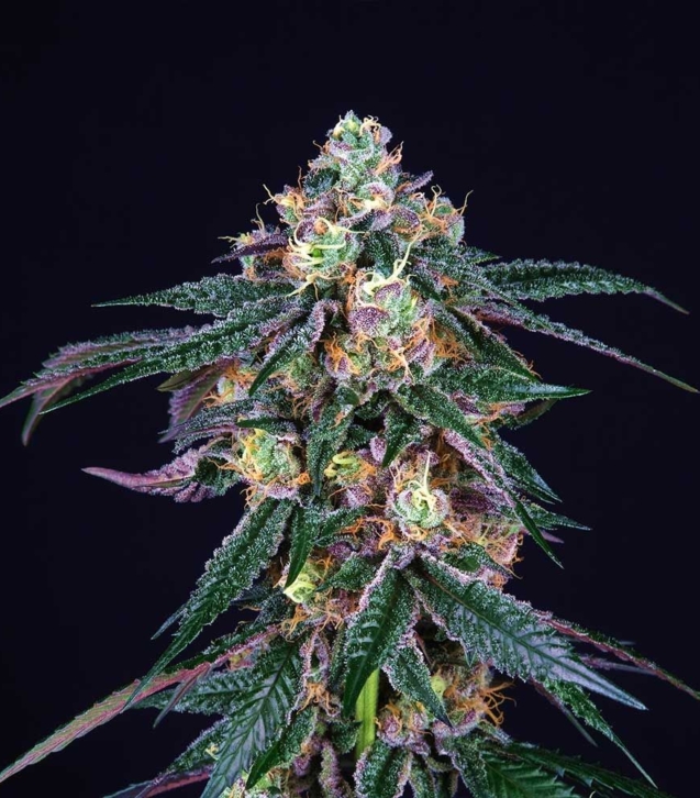 midnight-sunset-jet-a-female-cannabis-seed-perfect-tree
