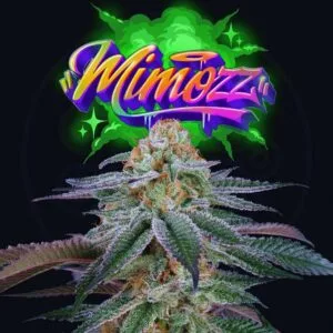 Mimozz Feminized by Perfect Tree
