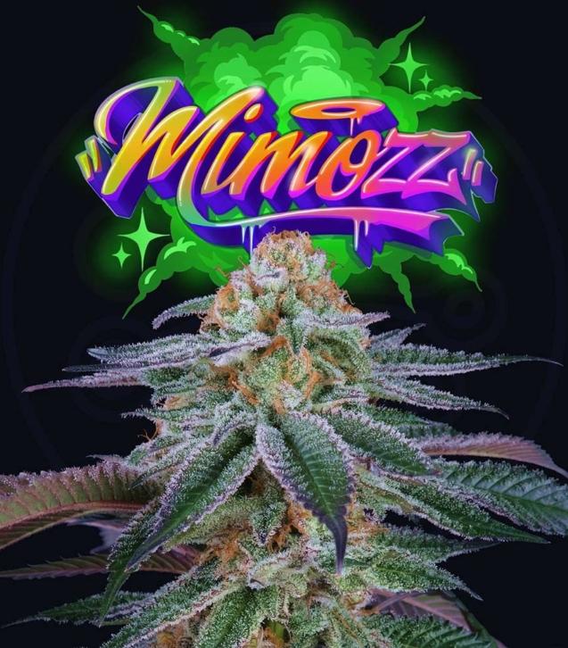 mimozz-weed-seed-perfect-tree-seed
