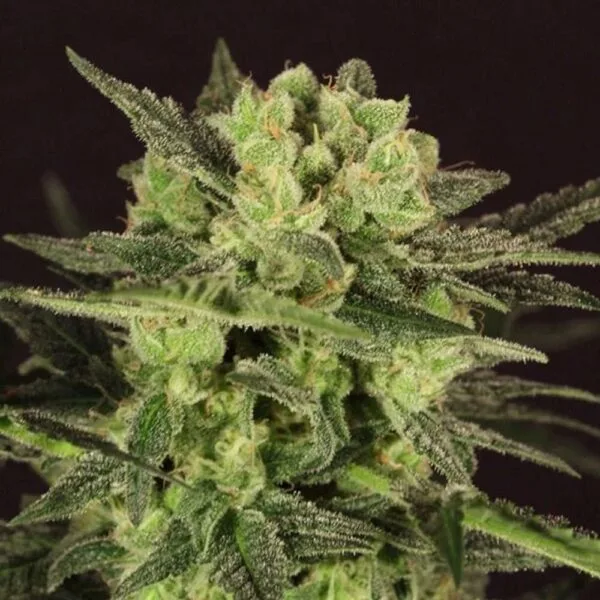 MK-Ultra Kush Auto Feminized by T.H.Seeds