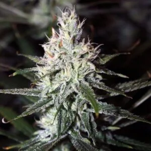 Moonshine Haze Regular by Rare Dankness