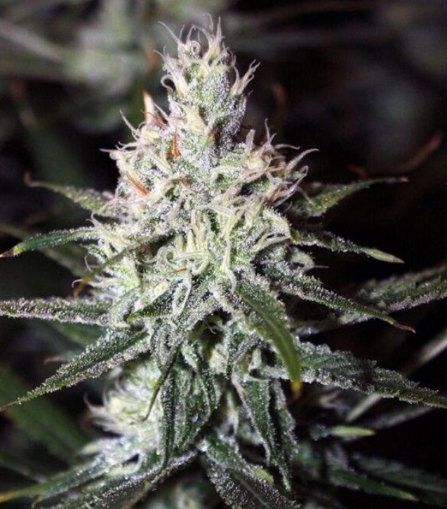 moonshine-haze