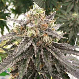 Mouse Trap Regular by Rare Dankness