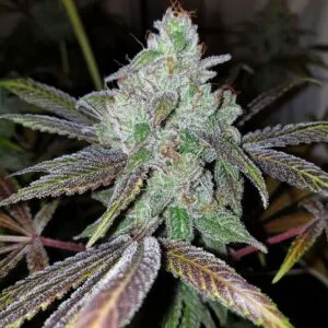 Now N Frutti Female by Karma Genetics