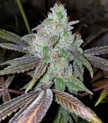 now-n-frutti-feminized-cannabis-seeds