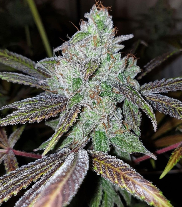 now-n-frutti-feminized-cannabis-seeds