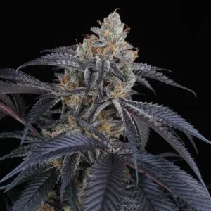 Peach Lassi by Perfect Tree Seeds
