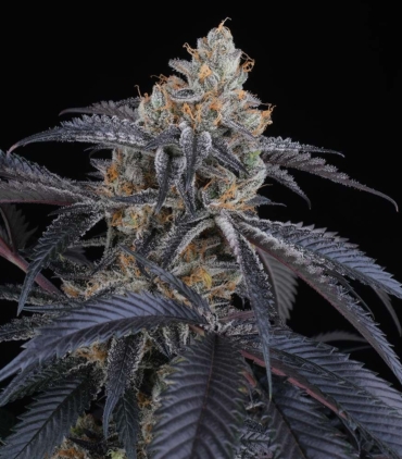 peach-lassi-cannabis-weed-seed-perfect-tree-seeds_1