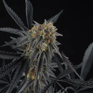 Peach Sherbert OG Feminized by Perfect Tree