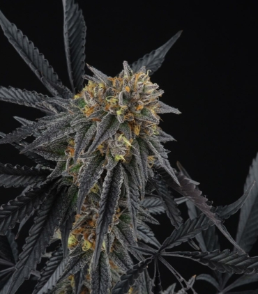 peach-sherbert-og-female-cannabis-seeds-perfect-tree
