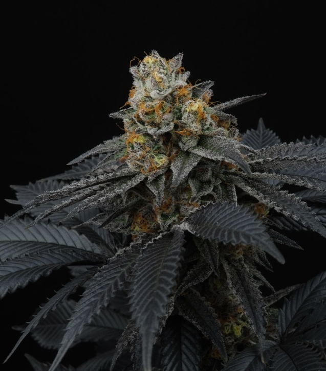 pink-gasoline-female-cannabis-seeds-perfect-tree