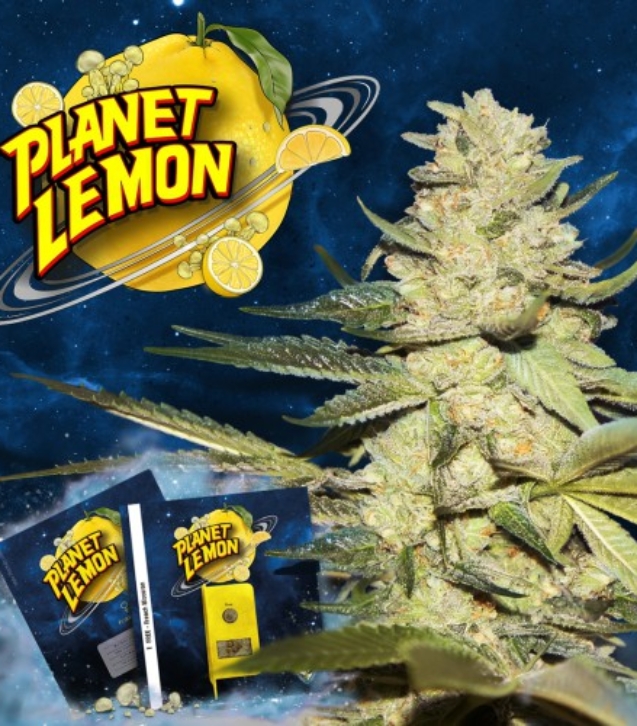 planet-lemon-promo-6-cards_5