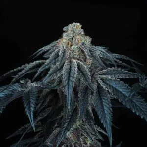 Puff Mints Female by Perfect Tree