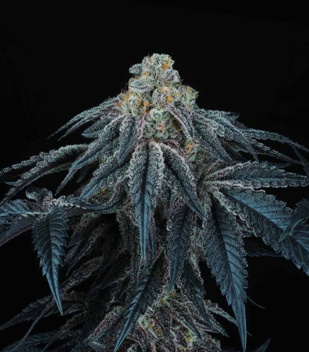 puff-mints-jet-a-female-cannabis-seed-perfect-tree