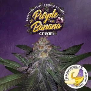 Purple Banana Cream Female by T.H.Seeds