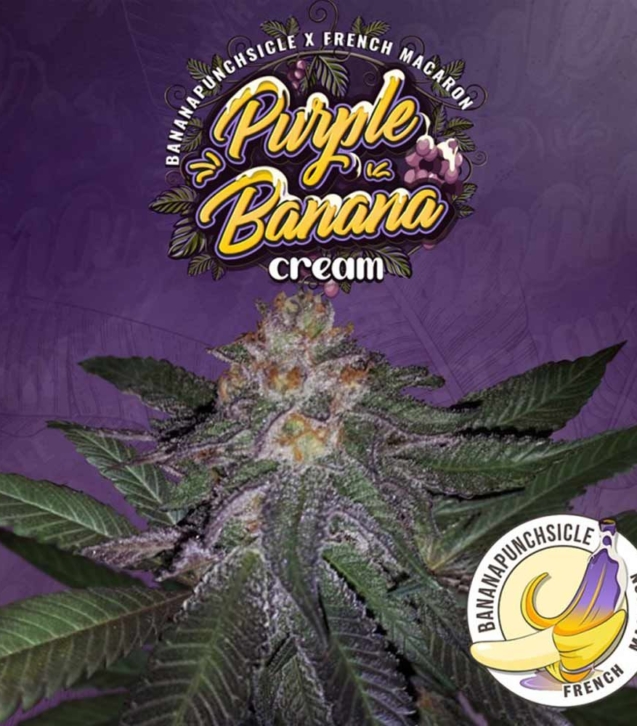 purple-banana-cream-weed-seeds-th-seeds