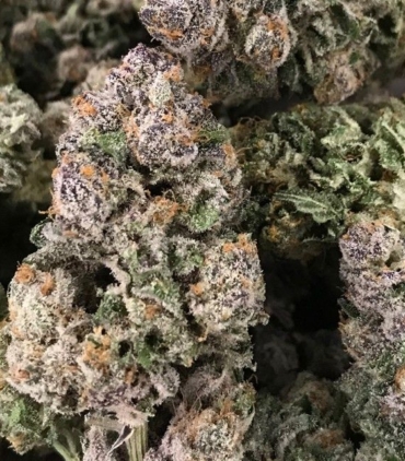 rare-dankness---dark-ghosttrain