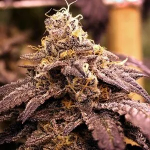 Rare Darkness Female by Rare Dankness