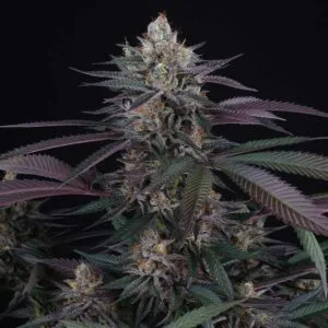 Spritz Female by Perfect Tree Seeds