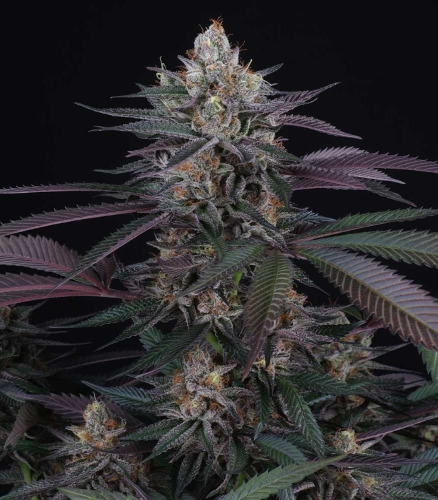spritz-cannabis-weed-seed-perfect-tree-seeds_1