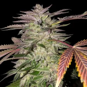 Gelato Cake Female by T.H.Seeds