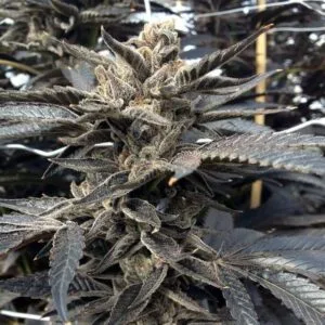 Star Killer OG Regular by Rare Dankness