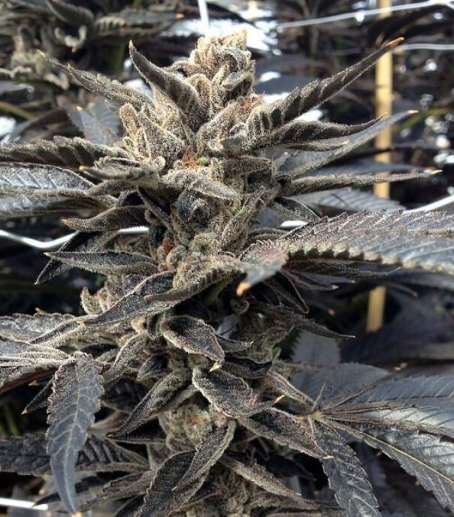star-killer-female-rare-dankness