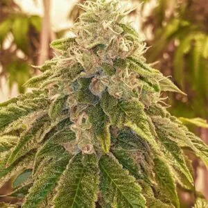 Sweets Regular by Karma Genetics