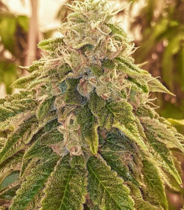 sweets-regular-karma-genetics_1
