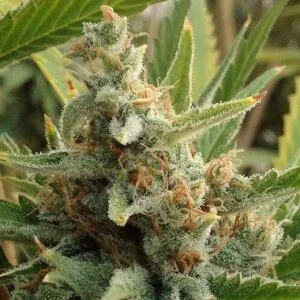 Tangerine Kush Regular by Rare Dankness