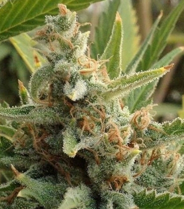 tangerine-kush
