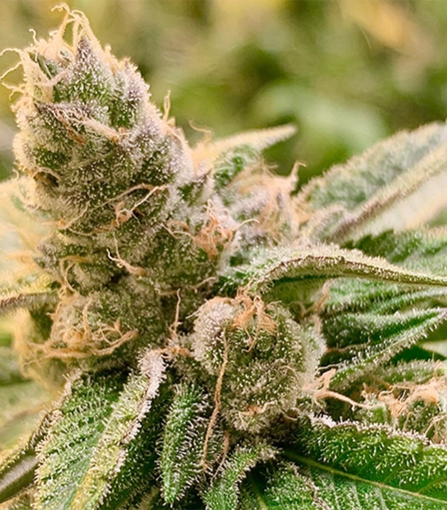 tangerine-somali-cannabis-seeds