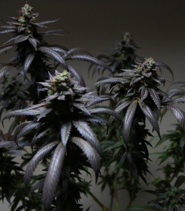 the_plug_seedbank_blue_sherbet