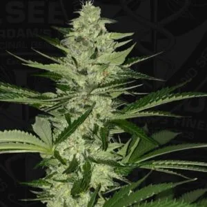 MelonSicle Feminized by T.H.Seeds (Bastards Line)