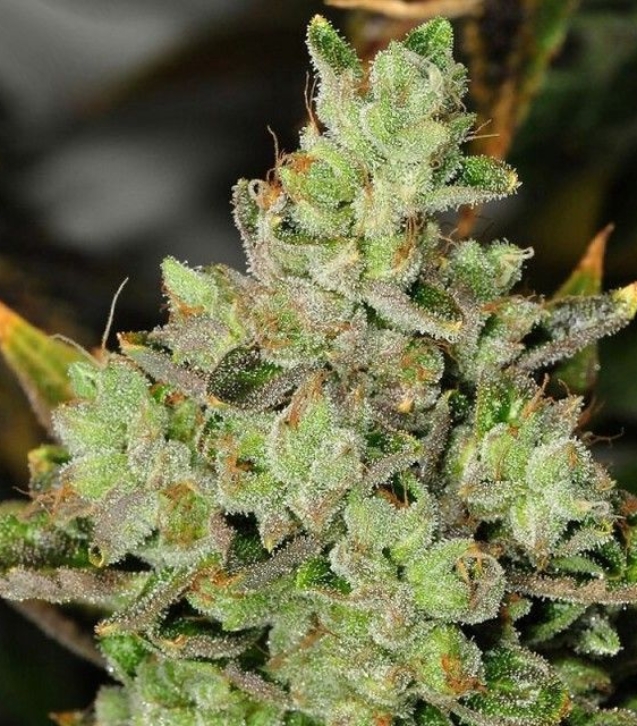 venom-og