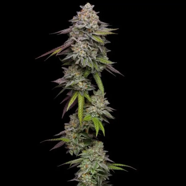 Double Stack  Feminizada - Compound Genetics
