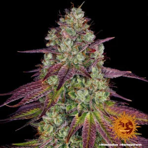 Mimosa Evo by Barneys Farm -  5 Seeds