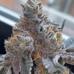 Pinata Feminizada - Grounded Genetics